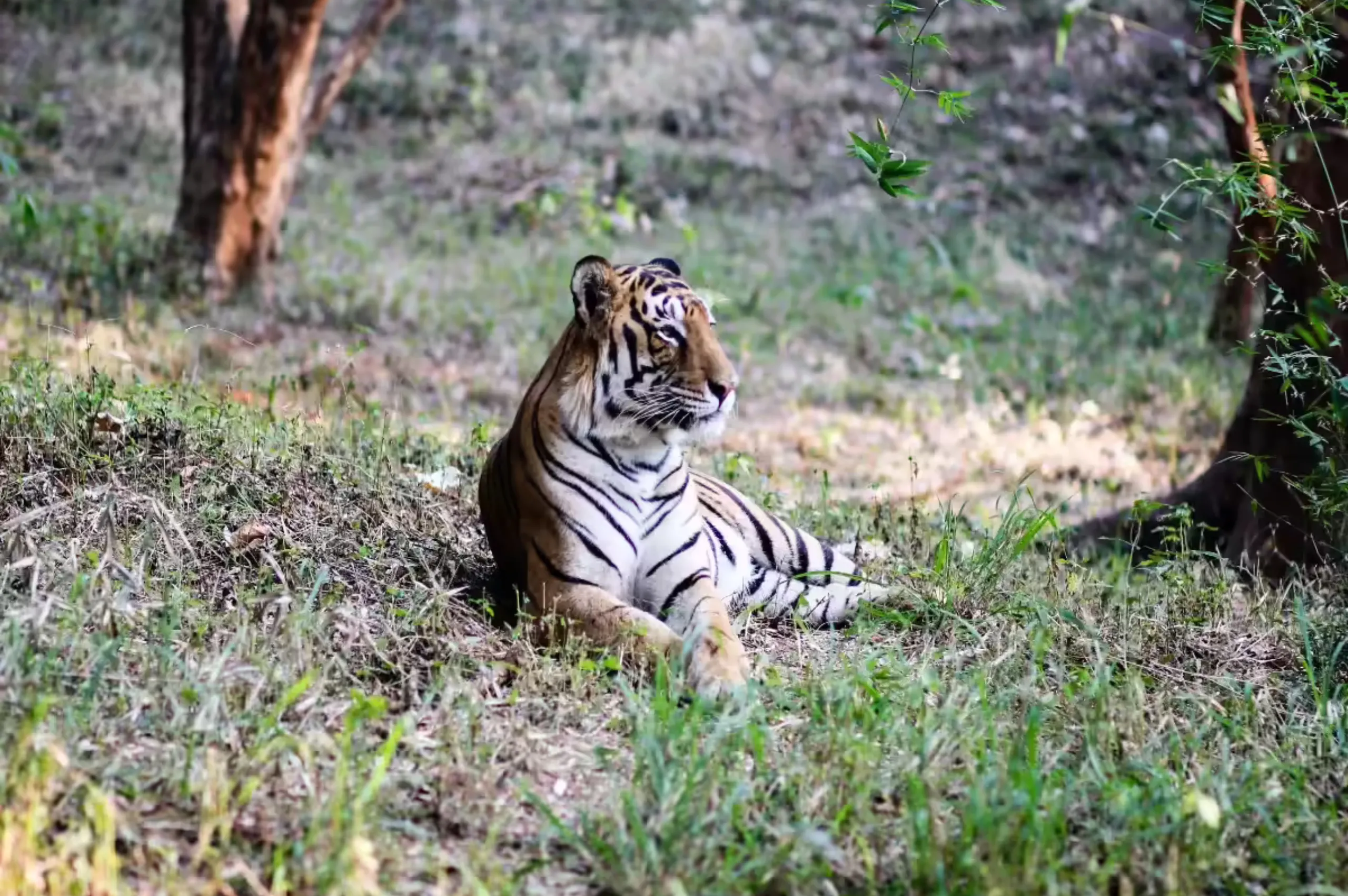 Kali Tiger Reserve