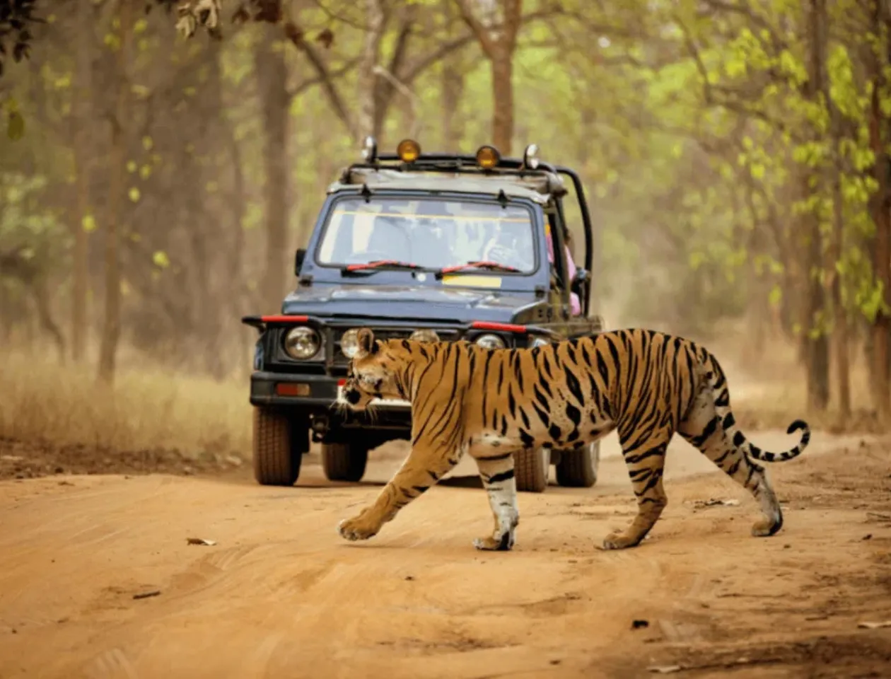 Dandeli Jungle Safari